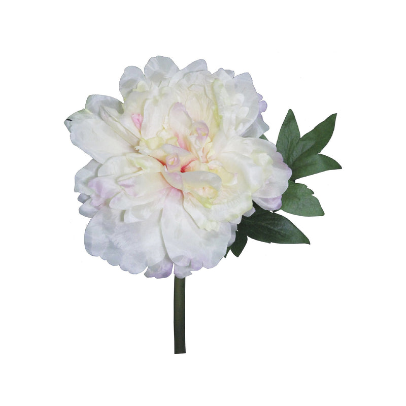 PEONIA