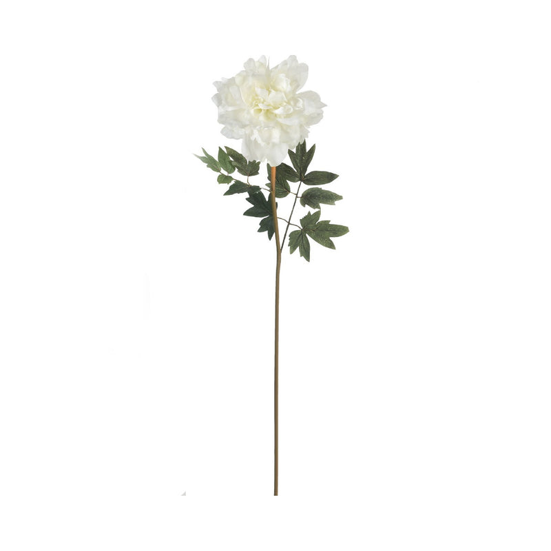PEONIA